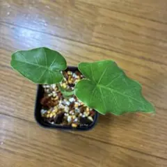 斑入りクワズイモ アロカシアオドラ バリエガータ オキナワシルバー