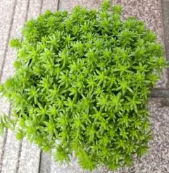黄金細葉万年草 抜き苗 - メルカリ
