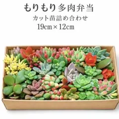 多肉植物カット苗詰め合わせ 19cm×12cmもりもり多肉弁当