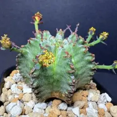 m*o様 P273 塊根植物 希少種 ユーフォルビア カリサナ 実生苗 - メルカリ