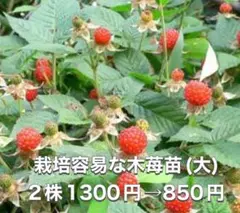 ⭐️⭐️木苺抜き苗(大株)2株⭐️⭐️1300円→850円　草苺 クサイチゴ 野苺