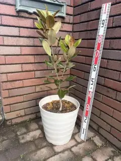 タイサボク•リトルジェム（樹高:約73cm）Mar94 常緑樹 苗木 タイサボク•リトルジェム（樹高:約73cm）Mar94 常緑樹 苗木 - メルカリ