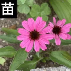エキナセア マーシャル 苗 希少 (A) - メルカリ