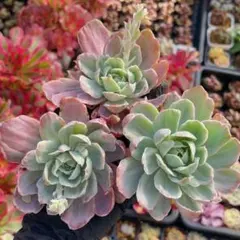 多肉植物❣️ アエオニウム 白鳳錦❣️（白凤锦） 抜き苗 - メルカリ