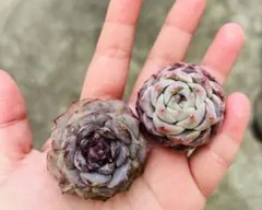 decopon様 リクエスト 2点 まとめ商品