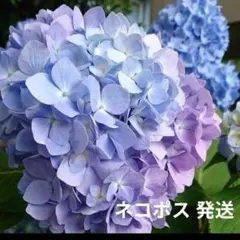 紫陽花 てててまり苗 ✨ネコポス発送✨ - メルカリ