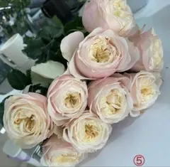 バラ苗 薔薇苗 復色 ピンク 切り花 挿木苗⑤-3のサムネイル