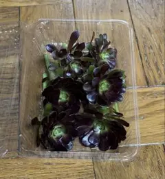 多肉植物　アエオニウム　黒法師　カット苗50gのサムネイル