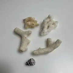 サンゴ 5点セット ホワイト クリーム 沖縄