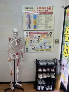 【中古美品】日本カイロプラクティック連合会　推奨の骨格模型　バッグ付き メルカリ