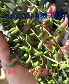 norichan様 リクエスト 3点 まとめ商品