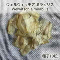 10粒 種子奇想天外ウェルウィッチア・ミラビリス2026年4月入荷のサムネイル