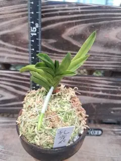 富貴蘭 3点セット 白牡丹 華泉 吟興黄縞 - メルカリ