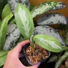 Hoya Carnosa Snow Angel Madara ミドルカット苗 - メルカリ