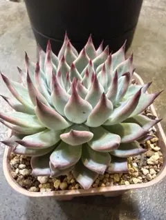 ❤️確認用❤️ミックスベリア❤️紫紺の矢❤️カット発根管理中〜♪✨メルカリ便✨札なし 2026年最新】紫紺の矢 ミックスベリアの人気アイテム - メルカリ