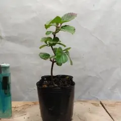 kohaku様 リクエスト 3点 まとめ商品