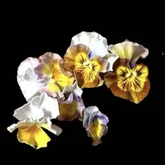 ちびうさぎ様 リクエスト 2点 まとめ商品