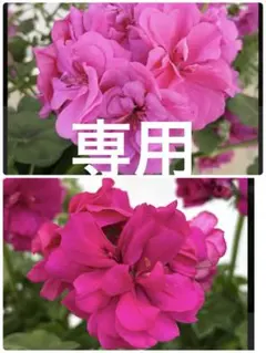 専用 アイビー ゼラニウム ロイヤル ２種 花苗のサムネイル