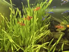 2025年最新】ada アクアスカイ602の人気アイテム - メルカリ