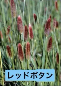 ベニオ様 リクエスト 2点 まとめ商品