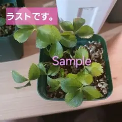 クリスマスローズ幼苗15本　ラストのサムネイル