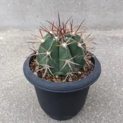 サボテン　メロカクタス　恒星雲　実生　※鉢のまま発送 サボテン メロカクタス 恒星雲 実生 ※鉢のまま発送 メロカクタス【恒星