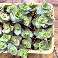 多肉植物 星の王子 カット苗 5本セット ②のサムネイル