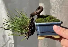 黒松盆栽のサムネイル