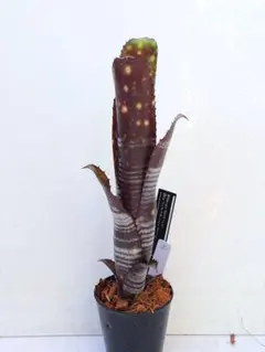 2025年最新】タンクブロメリア ビルベルギアの人気アイテム