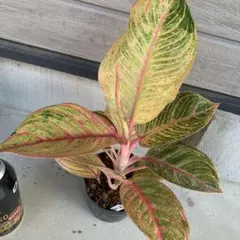 特別企画 Aglaonema アグラオネマ トリカラー LD ① - メルカリ