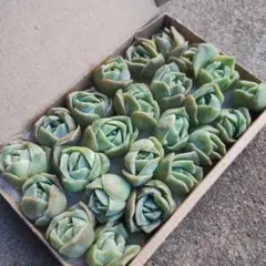 多肉植物寄植え用のラブリーローズの詰め合わせ24株