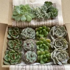 2025年最新】プロリフィカ錦の人気アイテム - メルカリ