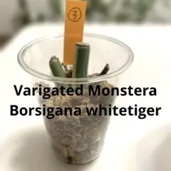 まきまき様専用⭐️①③おまとめ