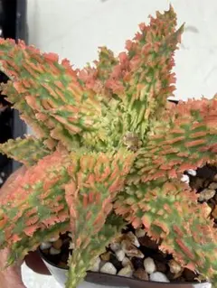 アロエ ハイブリッド Aloe hybrid 第四種 Jー27 - メルカリ
