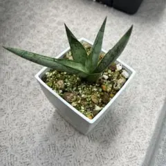산세베리아 실버 크라운