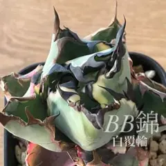 アヤトリ様 リクエスト 2点 まとめ商品