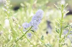 komugichan様 リクエスト 2点 まとめ商品