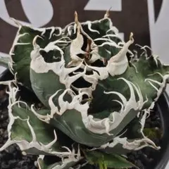 2025年最新】上澳園芸の人気アイテム - メルカリ