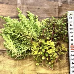多肉植物 カット苗 3種セット（ミルキーウェイ・ブロウメアナ・黄金丸葉万年草）