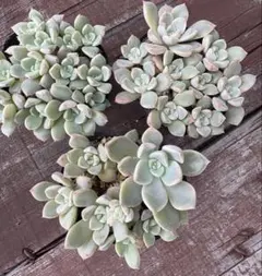 ⭐︎専用⭐︎ ゆっこ様