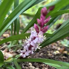 ちびちゃんプロフ読んでね棚整理中 です様 リクエスト 2点 まとめ商品