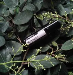 2026年最新】マグノリアタッチの人気アイテム - メルカリ