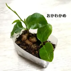 2026年最新】おかわかめ むかごの人気アイテム - メルカリ