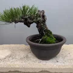 盆栽 黒松 幹の太い古木 趣ある一品 - メルカリ