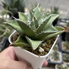 2025年最新】オテロイ実生選抜の人気アイテム - メルカリ