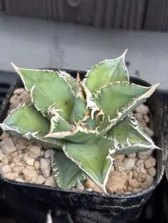 2025年最新】白豪刺 アガベの人気アイテム - メルカリ