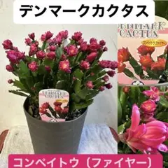 2026年最新】デンマークカクタス コンペイトウの人気アイテム - メルカリ