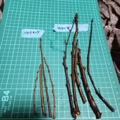 2026年最新】スモモ 穂木の人気アイテム - メルカリ