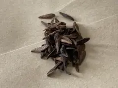 【期間限定・セール中】パキポディウム・アンボンゲンセ　種子2粒のサムネイル