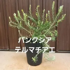 バンクシア　レプトフィラ　7号ポット苗　オージープランツ　ドライガーデン 大苗 バンクシア レプトフィラ 7号ポット苗 オージープランツ ドライ
